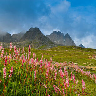 Valley of Flowers